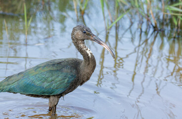 Glossy ibis standing in water