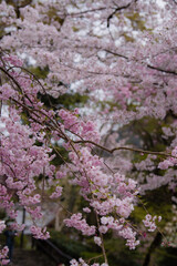 奈良長谷寺の春景色