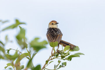 Levaillant's cisticola looking out from a perch