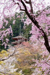 奈良長谷寺の春景色