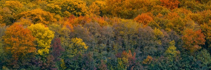 Panoramic view of a forest in autumn