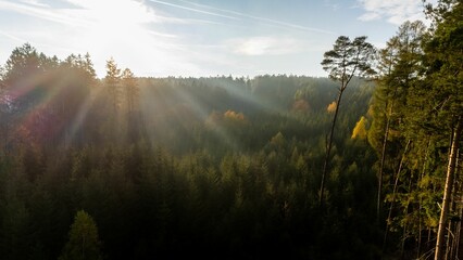 Scenic view of sun light through forest trees