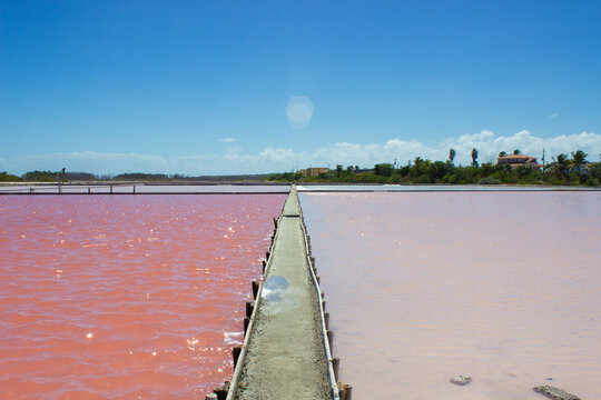 pink salt flats 