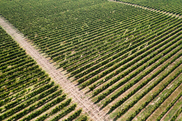Aerial View of Lush Grapevine Rows in a Vineyard