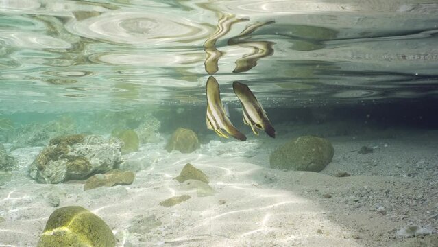 Two baby Bat fish swims in shallow water, Slow motion. Pair juvenile Batfish (Platax orbicularis) swim under surface of water reflecting off it in shallow water on bright sunny day