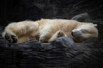 White polar bear sleeping on dark rock