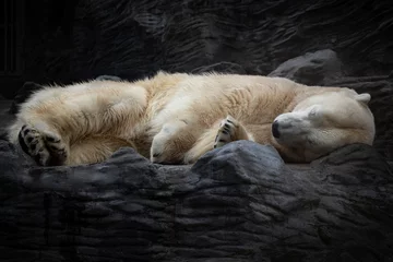Wandaufkleber White polar bear sleeping on dark rock © mejn