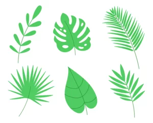 Fotobehang Tropische bladeren Tropical palm leaves set. Cartoon vector illustration.
