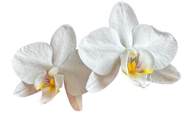Fototapeta na wymiar Transparent Orchid Flowers
