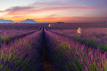 Naklejka na ściany i meble A field of lavender in Provence