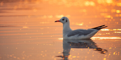 A Moment of Peace: Seagull Soaring into the Sunset