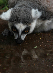 Abreuvage d'un l&eacute;murien
