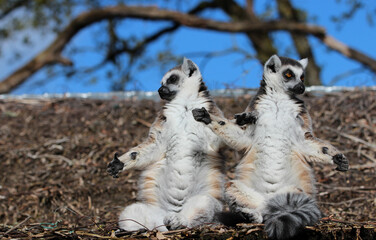 Les l&eacute;muriens