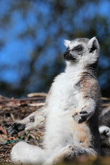 La pause soleil du lémurien