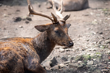 The Javan rusa or Sunda sambar, Rusa timorensis is a large deer species native to Indonesia