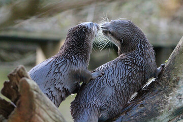 Bisou de loutre _2