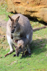 Sortie du petit wallaby