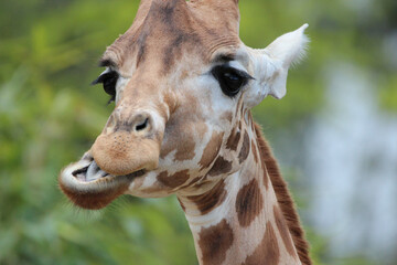 Portrait de girafe_4