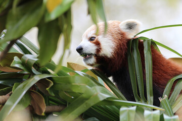 Le déjeuner du panda roux