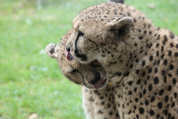 Les frères guépards_3