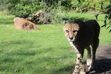 Le guépard prédateur