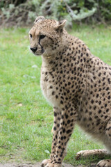 L'attente du guépard
