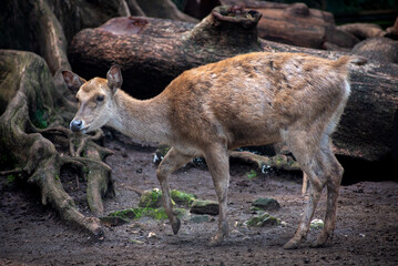 The Javan rusa or Sunda sambar, Rusa timorensis is a large deer species native to Indonesia