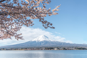 Fuji mountain with cherry blossom flower in April