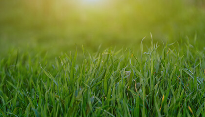 Close-up of green grass on blurred background