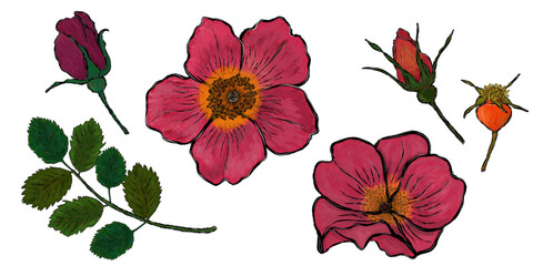 vector set of rosehip flowers, leaves, fruits, buds