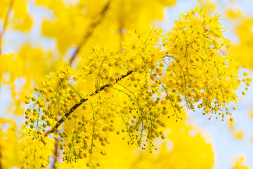 Obraz premium Yellow flower (Dok Koon) is a local flower in Thailand,Cassia fistula. Thai golden flowers. Yellow bouquet. Thailand national flowers. Blooming flowers in summer of Thailand. Dok Koon(Thailand Flower 