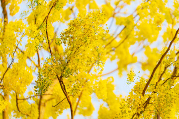 Yellow flower (Dok Koon) is a local flower in Thailand,Cassia fistula. Thai golden flowers. Yellow bouquet. Thailand national flowers. Blooming flowers in summer of Thailand. Dok Koon(Thailand Flower 