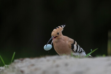 Eurasian hoopoe removed an egg from the nest © Johannes Jensås