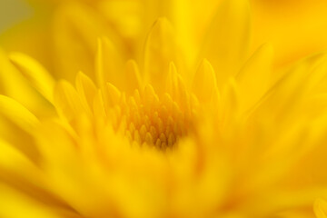 yellow macro flower,Macro flower, close up fine art. Background, wallpaper, desktop, cover, postcard, etc.