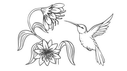 Hummingbird and Flower line art illustration