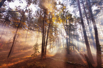 Fototapeta premium Golden sunlight beaming through misty autumn woods