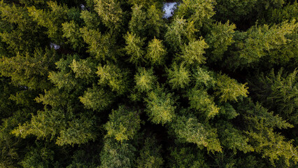 Aerial view of green summer forest with spruce and pine trees in Kyrgyzstan.