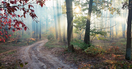 Obraz premium peaceful autumn road, misty and sunlit, leading to tranquility