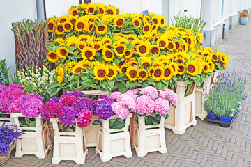Sunflowers on sale at street market - 592965955