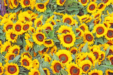 Sunflowers on sale at street market - 592965968