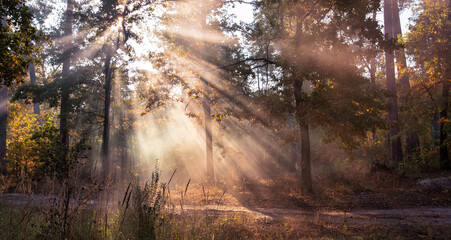 Fototapeta premium The Enchanting Beauty of an Autumn Morning
