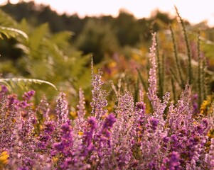 Purple wild flowers in a field