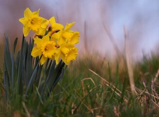 Obraz premium Selective focus of narcissus flowers