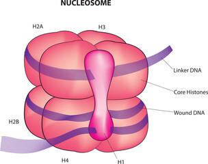 nucleosome structure