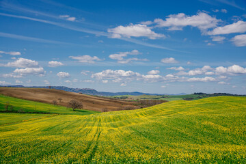 Fototapeta na wymiar Green and yellow spring panorama landscape of Tuscany, Italy.