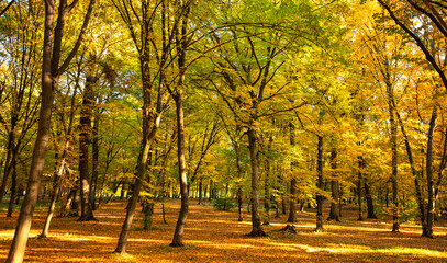 Autumn's Delight: A Mesmerizing Scene of Nature's Beauty