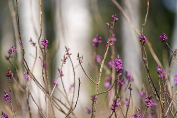 Flowers of February daphne, Daphne mezereum blooming in spring forest. Selective focus.