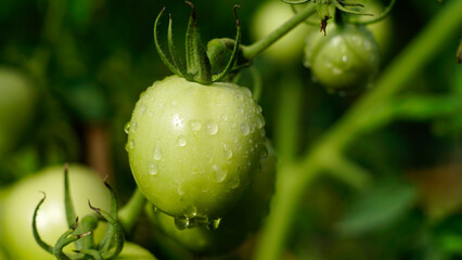 green tomato on a vine
