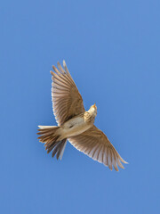 skylark
