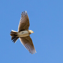 skylark